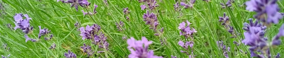 Banner profilu