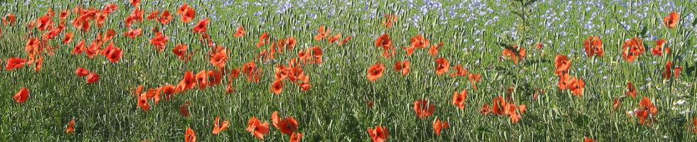 Banner profilu