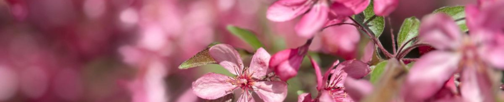 Banner profilu