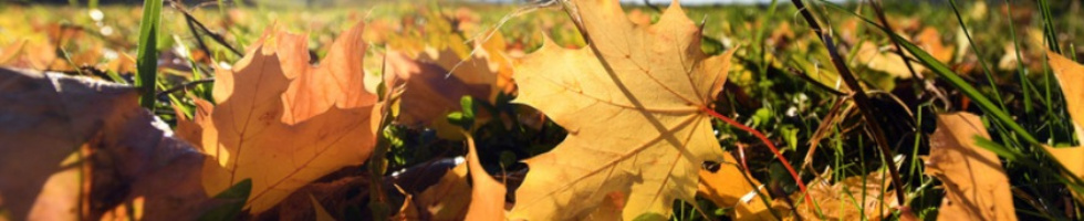 Banner profilu