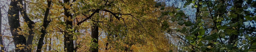 Banner profilu