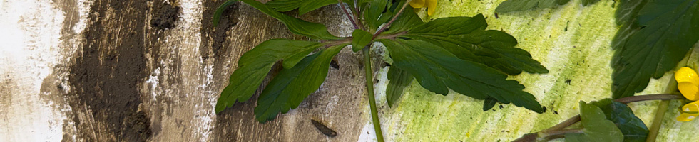 Banner profilu
