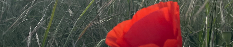 Banner profilu