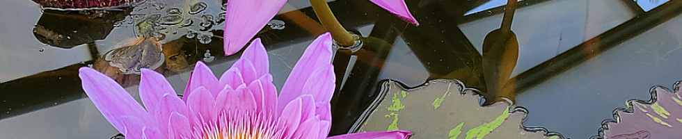 Banner profilu