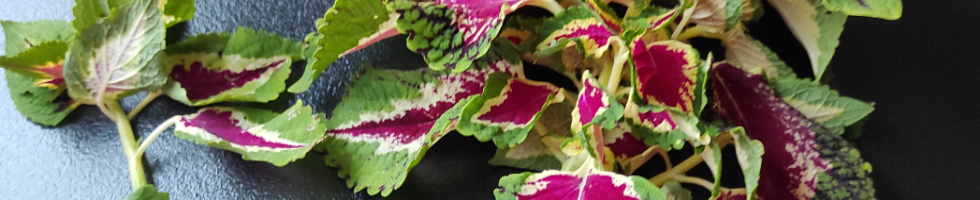 Banner profilu