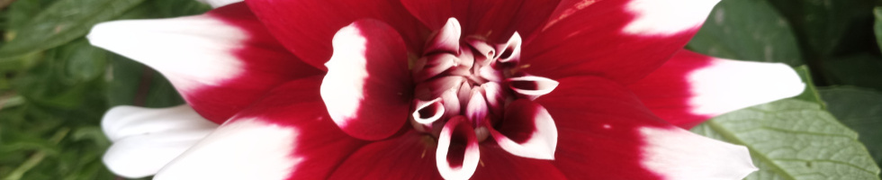 Banner profilu