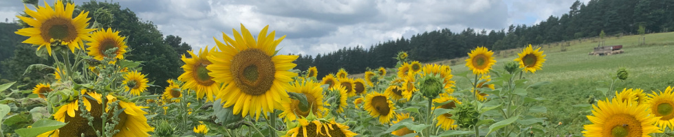 Banner profilu