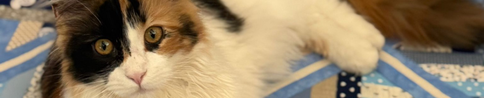Banner profilu