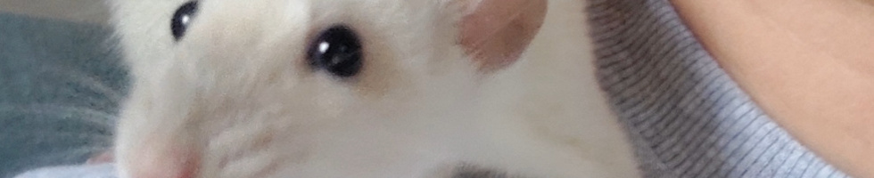 Banner profilu