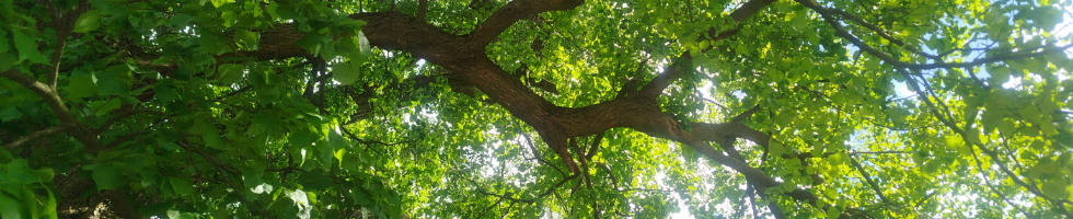 Banner profilu