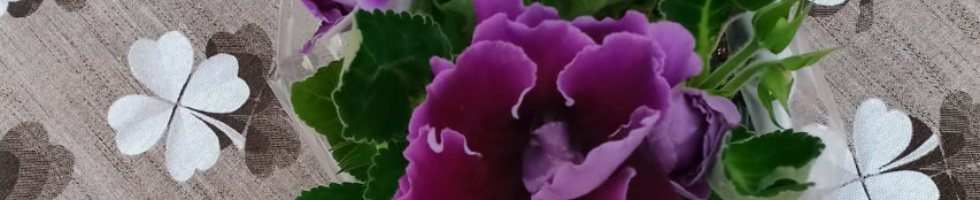 Banner profilu