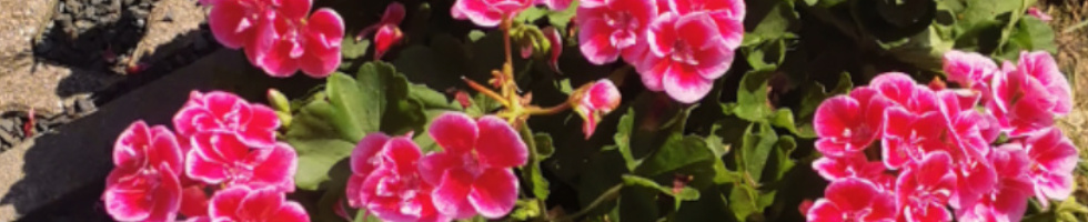 Banner profilu