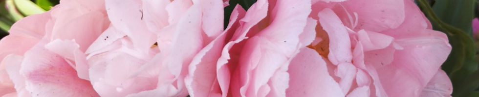 Banner profilu