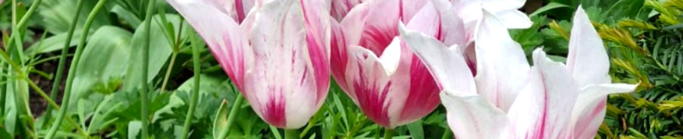 Banner profilu