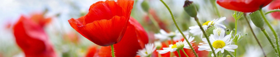 Banner profilu