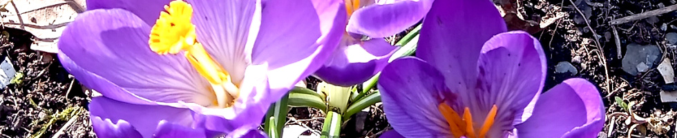 Banner profilu