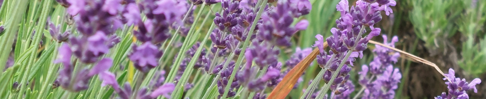 Banner profilu