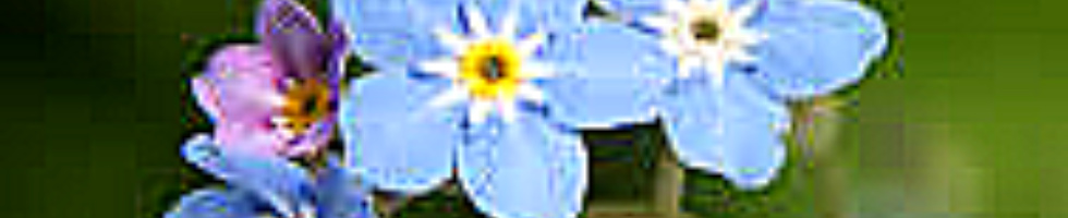 Banner profilu