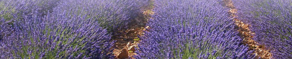 Banner profilu