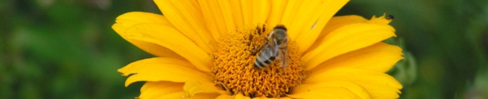 Banner profilu