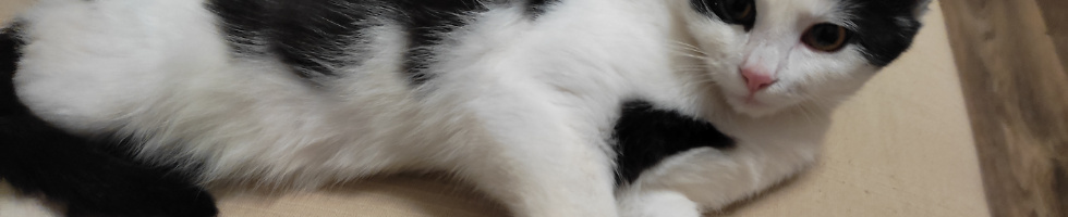 Banner profilu