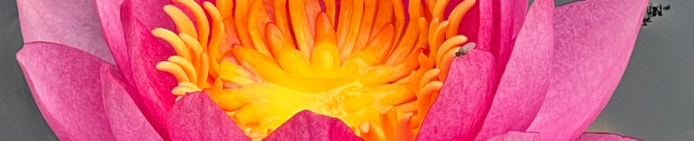 Banner profilu
