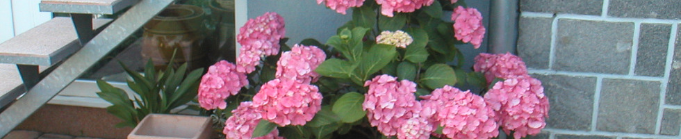 Banner profilu