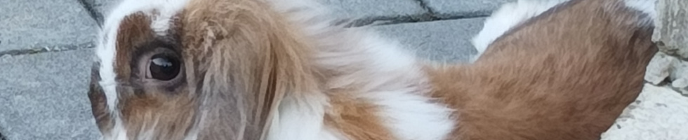 Banner profilu