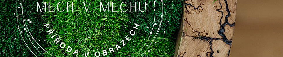 Banner profilu
