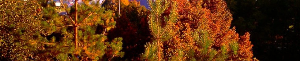 Banner profilu