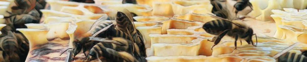 Banner profilu
