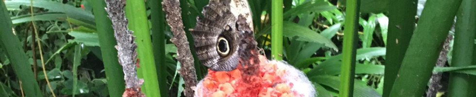 Banner profilu