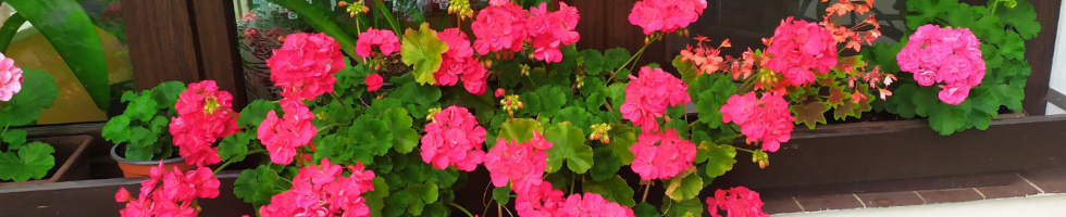 Banner profilu