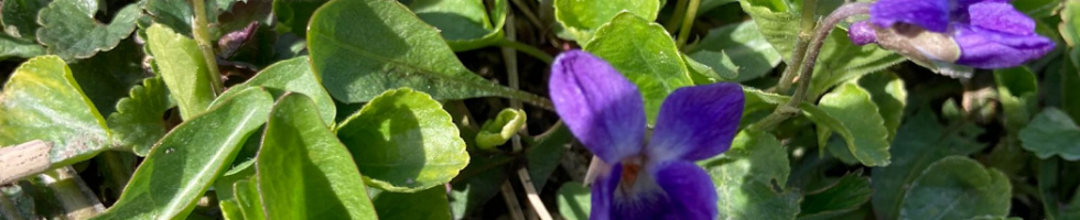 Banner profilu