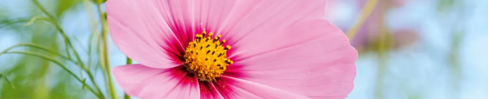 Banner profilu