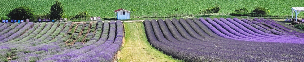 Banner profilu