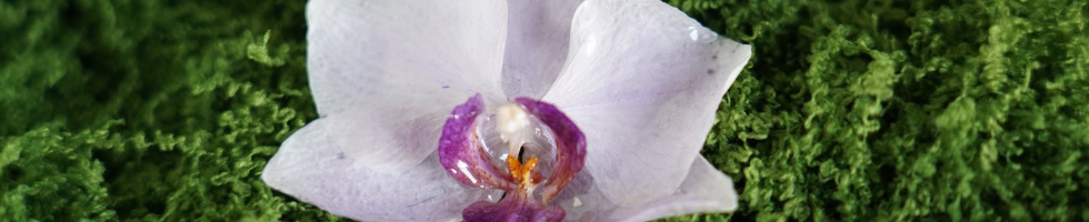 Banner profilu
