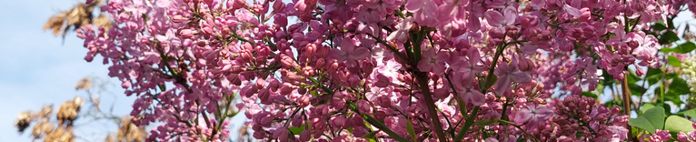 Banner profilu