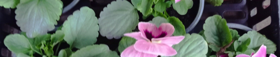 Banner profilu