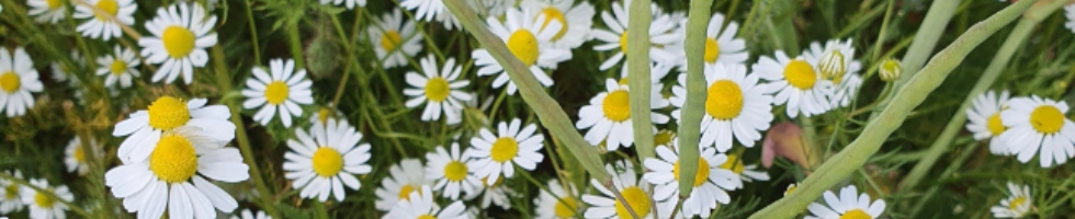 Banner profilu