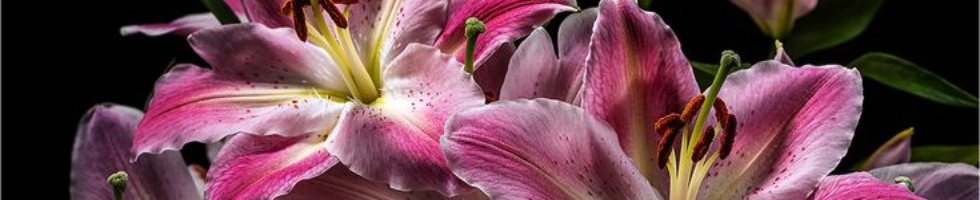 Banner profilu