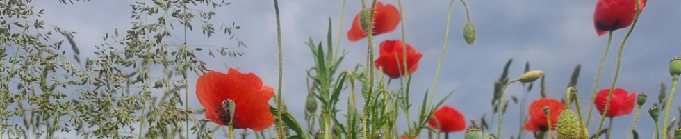Banner profilu