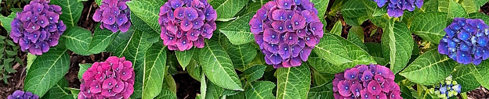 Banner profilu