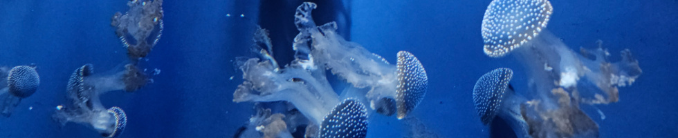 Banner profilu