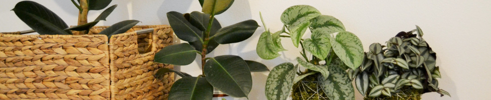 Banner profilu