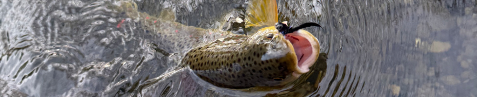 Banner profilu