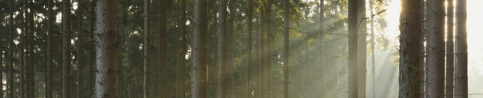 Banner profilu