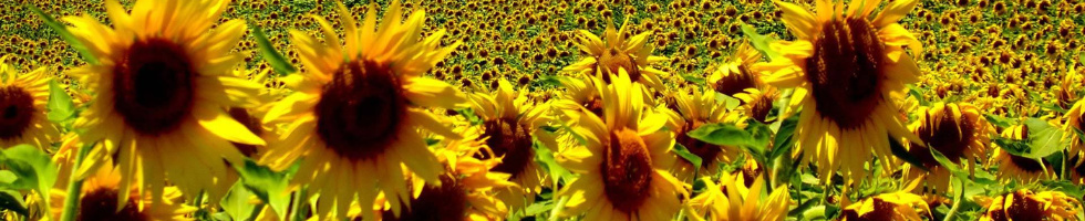Banner profilu