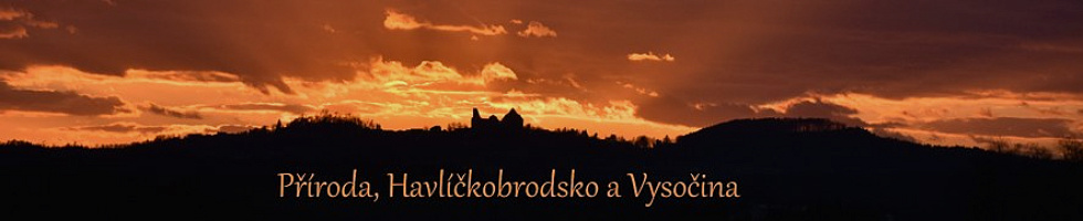 Banner profilu