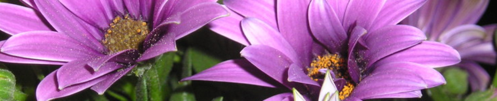 Banner profilu